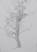 jyumoku 2 IMG_1784.jpg